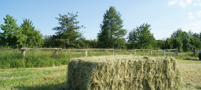 Westfalengras Heulage Ernte 2018 Vorbestellung